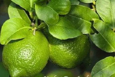 Rahasia Tersembunyi Daun Jeruk Nipis: Bukan Cuma Penyedap, Tapi Punya Manfaat Ajaib
