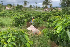 Iuran BPJS Tenaga Kerja Buruh di Kabupaten Kepahiang Rp 100 Juta, Cover 1.984 Pekerja Sektor Informal 