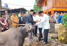 Jelang Pemberian Gelar Adat, Bupati Kepahiang Serahkan 1 Ekor Kerbau ke LARK 