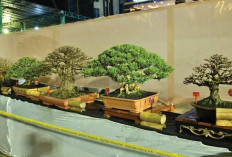 HUT RB ke-24, PPBI Gelar Pameran dan Kontes Bonsai