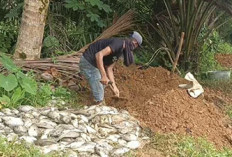 Ikan di Kolam Mati Mendadak, Petani BU Mengaku Rugi Besar 