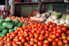 Harga Tomat Melonjak, Sekarang Segini
