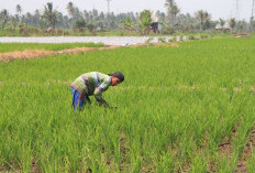  BRMP Dorong Swasembada Pangan, Ini Dia Realisasi Lahannya di Kota Bengkulu