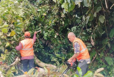 Longsor, Akses Manna-Pagar Alam Sempat Lumpuh, BPBD BS Gerak Cepat