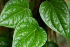  Tak Sekadar Tradisi! Ini 10 Manfaat Daun Sirih untuk Kesehatan yang Jarang Diketahui