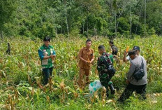 Pemdes Semidang Dorong Kemandirian   Pangan Berbasis Potensi Lokal, Kegiatan Penanaman Jagung Sukses