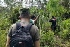 Beruang Madu Teror Warga di BU, di Desa Ini Lokasinya