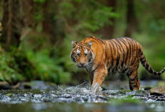  Populasi Harimau Terancam Berkurang, Segini Jumlahnya di Bengkulu Saat Ini