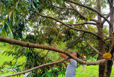 Kaur Siap Jadi Tujuan Wisata Durian, 130 Batang Durian Musangking Mulai Berbuah