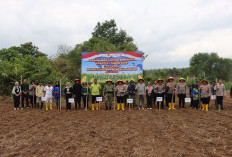  Dukung Ketahanan Pangan Nasional,  Polres Bengkulu Utara Tanam Jagung Serentak