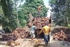  Mayoritas Pabrik di Mukomuko   Beli Sawit Rp 2.800/kg Lebih