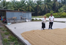  Harga Beli Gabah di Mukomuko Tinggi