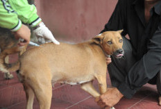 Distankan Rejang Lebong Batalkan Eliminasi Anjing Liar