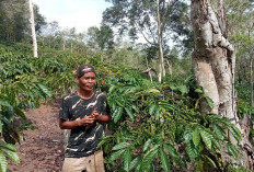 Harga Meroket, Waspada Pencurian Kopi di Lebong, Segini Harganya Saat Ini