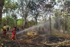  Kebun Karet Terbakar, Ini Dia Penyebabnya