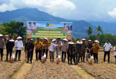  Wujudkan Swasembada Pangan,  Bupati Lebong Tanam Kedelai, Begini Sasarannya