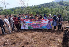 Dukung Program Sadesahe, Pemdes Semidang Tanam Jagung 
