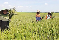 Produksi Padi di Kota Bengkulu 2024 Diprediksi Tembus 5.320 Ton