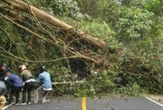 Laporkan Pohon Berpotensi Tumbang,  Ini Pernyataan Kepala DLH Kota Bengkulu