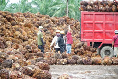 Harga TBS Terus Naik, di Bengkulu Utara Tembus Segini per Kilogram