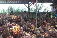 Harga Sawit Turun, Segini Harganya Saat Ini