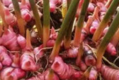 Anda Panuan, Atasi dengan Obat Alami Ini