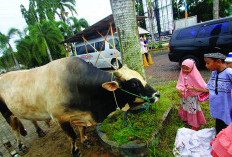 Sapi Jumbo 1,1 Ton Asal Mukomuko Diusulkan ke Istana