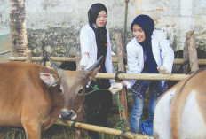 Idul Adha, Gencarkan Vaksinasi PMK Ternak di Kota Bengkulu