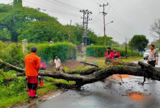 Hujan Lebat, Pohon Tumbang, Akses Lalu Lintas Terganggu, di Sini Lokasinya