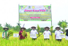 Bupati dan Wabup Panen Raya Padi di PUT, Segini Jumlahnya