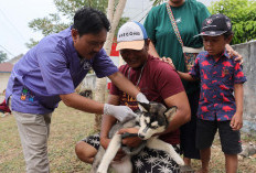 Cegah Penyebaran HPR, Pemprov Bengkulu Gencarkan Vaksinasi Rabies