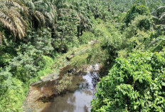 Air Sungai Mertam   Menghitam, Ada Apa? Diduga Ada Pencemaran