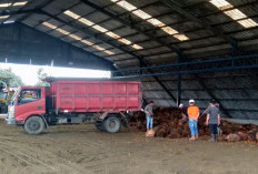 Ini Penyebab Tiga PKS di BU   Batasi Pembelian Sawit Petani    