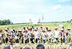 Panen Raya Jagung Serentak, Kapolda Targetkan Panen Jagung Bhayangkara di Bengkulu Sukses