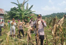 Polsek Manna Turun ke Ladang, Petani Panen dengan Tenang