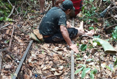 Rel Amblas, Molek Masuk Jurang di Jalur Lebong Tandai, Penumpang Selamat