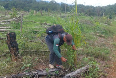 Hampir 3 Ribu Hektare   Sawit di Hutan Lindung