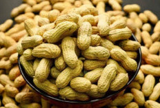 Rutin Makan Kacang Tanah, Bisa Bikin Panjang Umur, Studi Ini Buktikan 