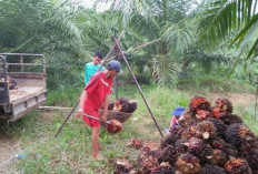  Satu PKS di Mukomuko Berhenti Beroperasi    
