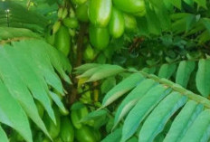 Manfaat  dan Cara Mengolah  Daun Belimbing Wuluh Untuk Kesehatan, Pakar Ungkap Begini 