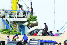  Kapal Tak Berlayar,   Pisang Enggano Dibuang hingga Berton-ton