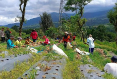 Suban Ayam Kembangkan Bawang Merah