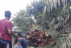  Harga Sawit di Mukomuko Stabil 