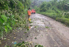 BPBD BS Imbau Warga Waspadai   Angin Kencang dan Pohon Tumbang