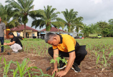 Tanam 300 Bibit Pepaya, Polres BS Jaga Ketahanan Pangan