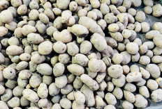 Harga Kentang di Pasar Panorama Naik, Segini Sekarang