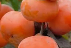 Si Manis Kaya Nutrisi, Buah Kesemek Punya Manfaat untuk Kesehatan Mata