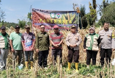 Panen Jagung di Desa Air Hitam, 1 Hektar Dapat 5 Ton