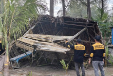 Izin Banyak Kedaluwarsa, Pemkot Bengkulu Robohkan Bangunan PKL di Pantai Panjang