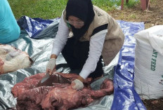 Pemprov Bengkulu Pastikan Sapi Kurban Presiden Prabowo Sehat, Ini Hasil Pemeriksaan Tim Dokter 